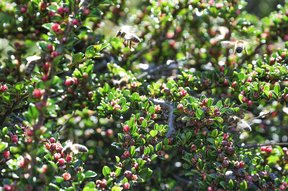Cotoneaster horizontalis (Zwergmispel) mit Bienen im Langenriet