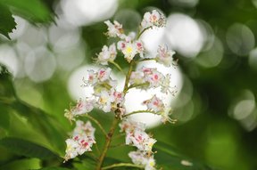 Rosskastanienblüte bei der Brunegg