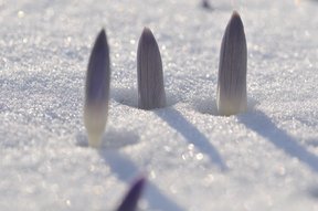 Krokusse durchbrechen die Schneedecke im Garten