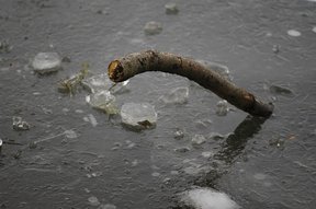Eis mit Ast auf dem Chatzentobelweiher