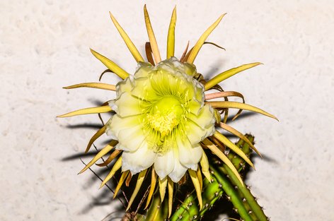 Blühende Königin der Nacht (Cactaceae) im Usser-Langenriet