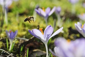 Biene im Anflug auf einen Krokus im Garten