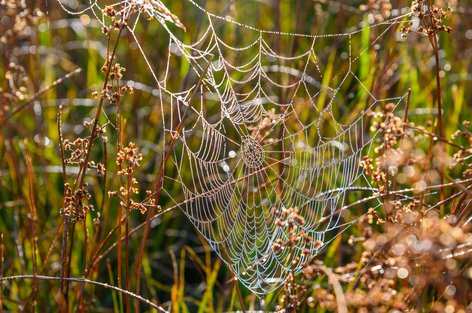 Spinnennetz mit Tautropfen im Morgenlicht in der Tüfi