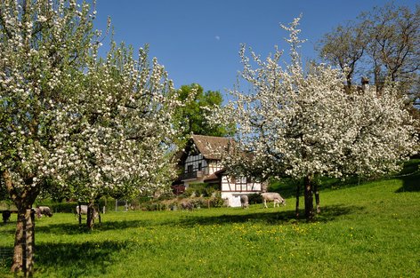 Blühende Apfelbäume beim Weiler Lützelsee am 24. April 2018 um 16.28 Uhr