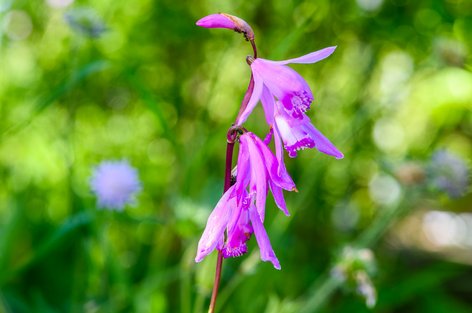 Japanorchidee (Bletilla striata) im Garten
