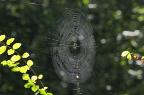 Spinnennetz im Grüthölzli