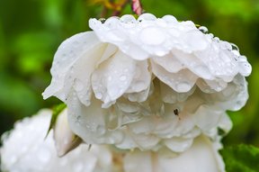 Weisse Rosen mit Regentropfen im Garten