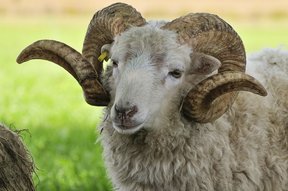 Wehrhaftes Schaf in Adletshausen