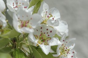 Birnenbaumblüten im Garten