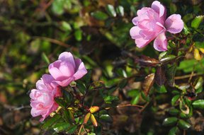 Kleine rosarote Novemberrosen im Garten