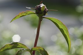 Knospe der Pfingstrose mit Ameisen im Garten