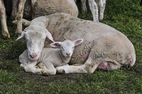 Schafe im Hasel am Lützelsee