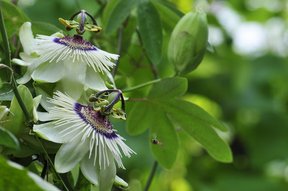 Passionsblumen mit Schwebfliege auf der Gartenterrasse