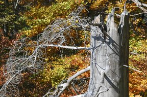 Abgestorbener Baum beim Abstieg vom Schnebelhorn