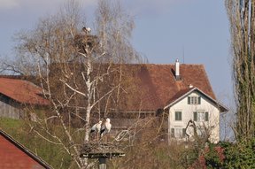 Zwei Storchenhorste im Hasel mit Hof Zelg
