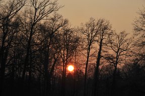 Sonnenuntergang beim Lätt mit Schlafbaum der Krähen