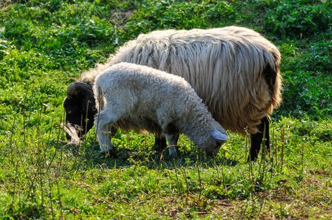 Schaf mit Jungtier im Grüt am 8. Oktober 2018 um 17.37 Uhr