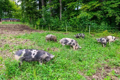Turopolje-Schweine beim Biohof Lützelsee am 15. Juni 2020 um 15.38 Uhr 