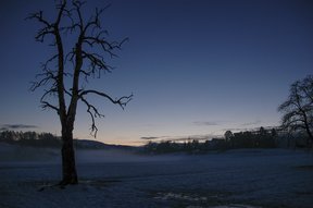 Blaue Stunde mit Bodennebel im Langenriet