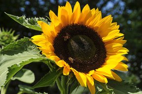 Sonnenblume mit Bienen in der Brunegg