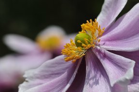 Japan-Anemone, Herbstanemone (Anemone japonica) im Garten