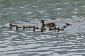 Stockentenmutter mit elf Jungtieren auf dem Greifensee beim Aaspitz