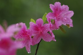 Rhododendronblüten im Regen in der Brunegg