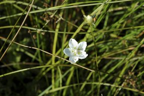 Sumpf-Herzblatt (Parnassia palustris), auch Studentenröschen genannt, in der Tüfi