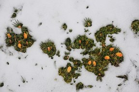 Krokusse im Garten vom Schnee überrascht