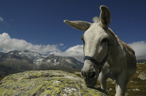 Esel beim Gotthardpass