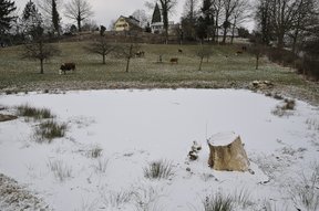 Weiher bei der Brunegg mit schneebedeckter Eisfläche und grasenden Kühen
