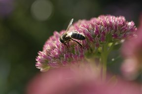 Biene an der Fetthenne im Garten