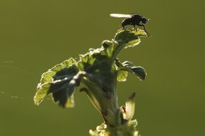 Johannisbeerstrauch mit Fliege im Garten
