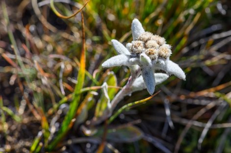 Edelweiss (Leontopodium alpinum) am Höhenweg zwischen Kreuzboden und Almagelleralp 