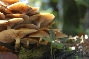 Pilze beim Aufstieg zum Pfannenstil