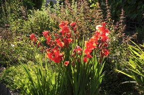 Gladiolen im Garten