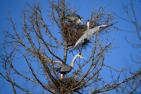Drei Graureiher an ihrem Nest auf der Bochslen