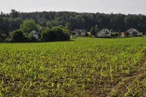 Junges Maisfeld im Langenriet