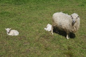 Zwei neugeborene Schafe in der Hueb