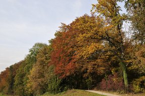 Herbstliche Farben in der Langgass