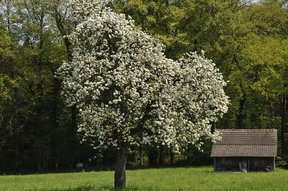 Blühender Apfelbaum bei der Rietwis