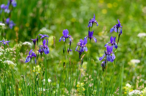 Sibirische Schwertlilien (Iris sibirica) beim Lützelsee am 9. Juni 2021 um 14.03 Uhr
