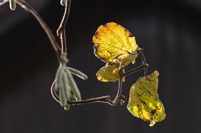 Blätter des Korkenzieherhasels im Garten
