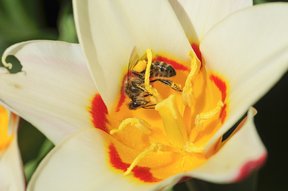 Tulpe mit Biene im Garten