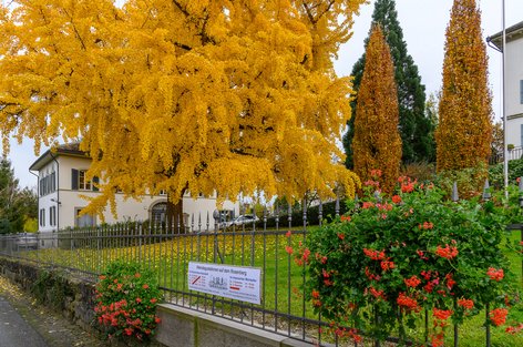 Herbstlicher Ginkgobaum beim Gut Rosenberg in Feldbach