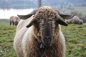 Schafe auf Zelg über dem Lützelsee