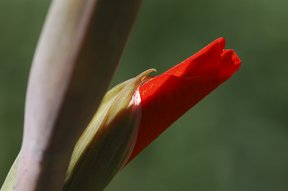 Gladiole im Garten