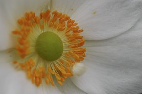 Japan-Anemone, Herbstanemone (Anemone japonica) im Garten