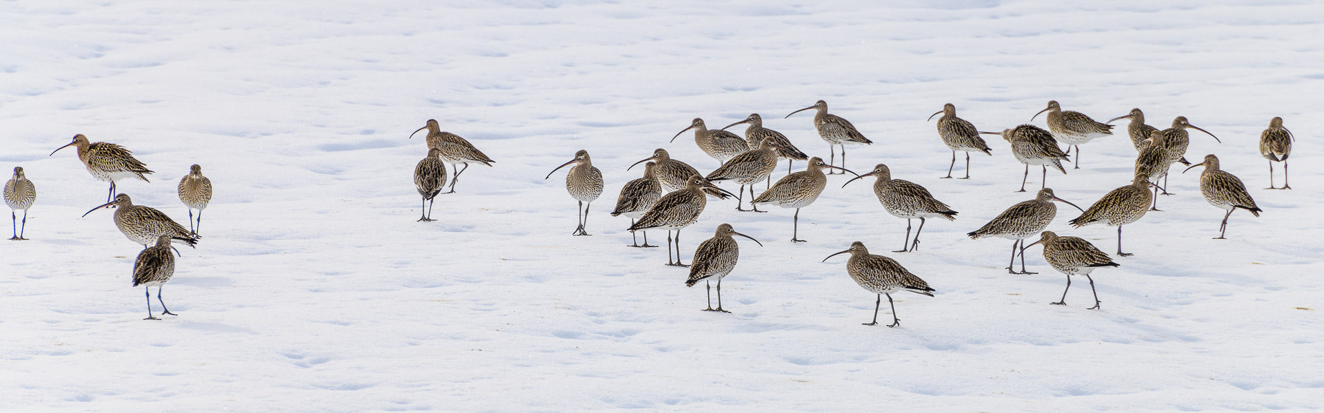 30 von etwa 60 Grossen Brachvögeln hinter der Sammelstelle Holflüe am 20. Januar 2021 um 14.20 Uhr