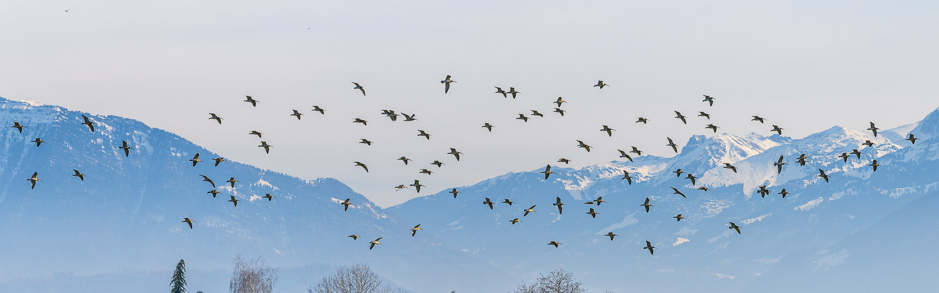 Bis zu 160 Grosse Brachvögel (Numenius arquata) waren im Januar 2022 in der Fromatt zwischen Lüeholz und Widum zu sehen, hier am 27. Januar 2022 um 14.30 Uhr